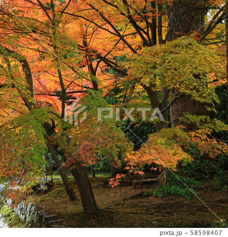 京都 嵯峨野 二尊院 京都 嵯峨野 二尊院 58598407