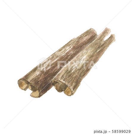 赤芽柏 アカメガシワ 赤芽柏 アカメガシワ 58599029