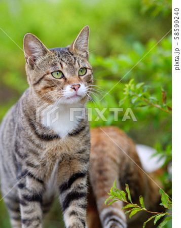 猫 動物 耳 58599240