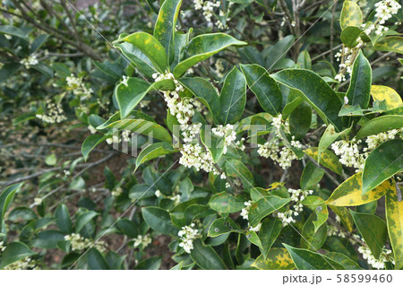 銀木犀の写真素材