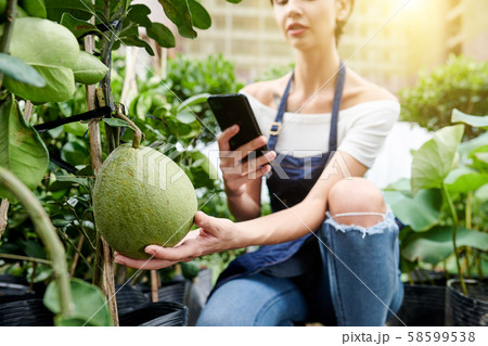 Woman photographing pomelo in her gargen Woman photographing pomelo in her gargen 58599538