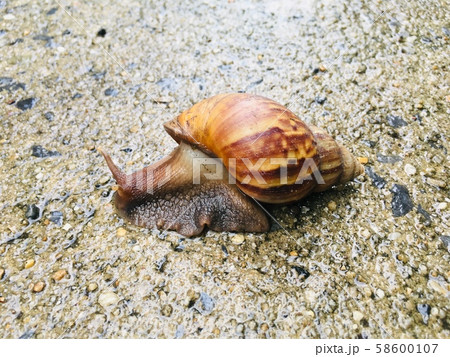 Big garden snail (Helix Aspersa) in shell crawling on ground  58600107