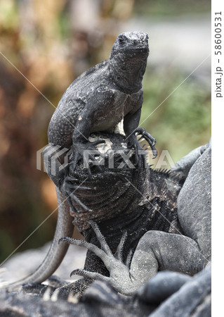 Galapagos funny animals - Marine Iguana with smaller marine iguana on its head Galapagos funny animals - Marine Iguana with smaller marine iguana on its head 58600531