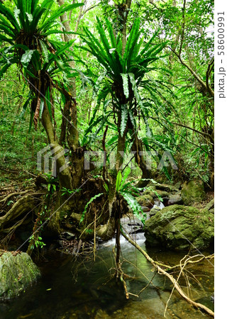 亜熱帯の森 58600991