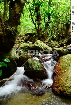 亜熱帯の森 58601010