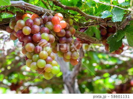 Grapes on the vine at summer day Grapes on the vine at summer day 58601131