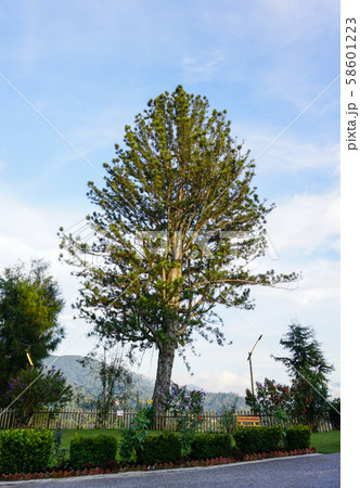 Pine trees at garden in sunny day 58601223