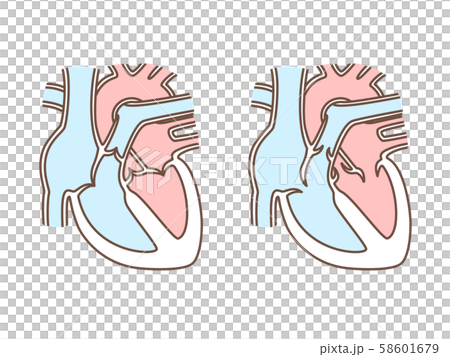 Heart cross section 58601679