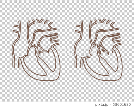 心臓 断面図 線画のイラスト素材