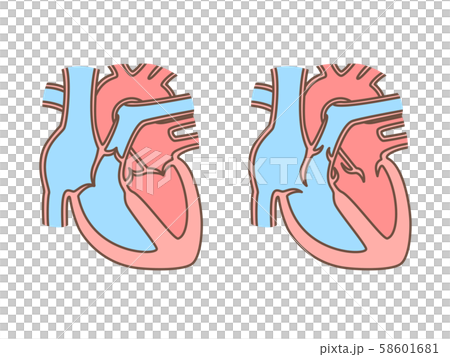 Heart cross section 58601681