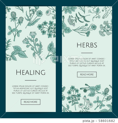 Vector hand drawn medical herbs web banner templates illustration 58601682