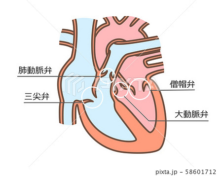 心臓　弁膜　文字付 58601712