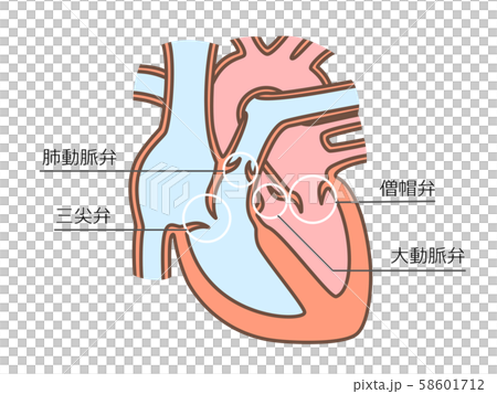 心臓　弁膜　文字付 58601712
