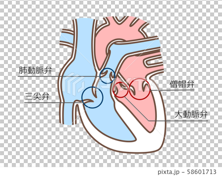 心臓　弁膜　白抜き　文字付 58601713