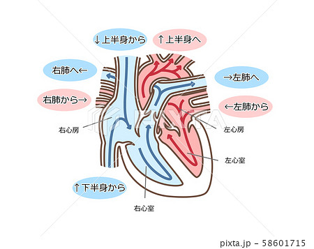 心臓 血流 文字付のイラスト素材