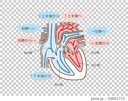 心臓 血流 文字付のイラスト素材