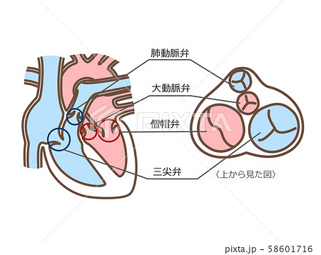 心臓弁膜 横断面付のイラスト素材