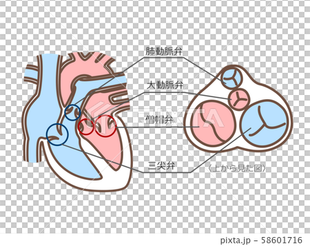 心臓弁膜 横断面付 心臓弁膜 横断面付 58601716