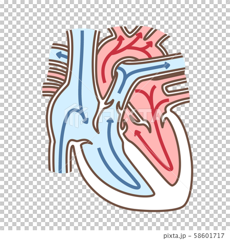 心臓 血流のイラスト素材