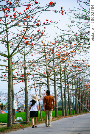 台湾 台南 植物 58602784