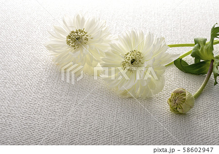 アネモネ 58602947