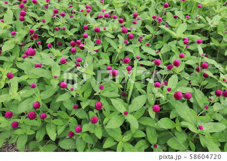 センニチコウ 58604720