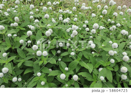 センニチコウ 58604725