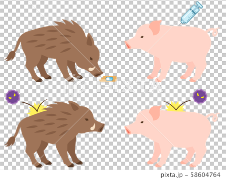 イノシシと豚のワクチン接種のイメージイラストのイラスト素材
