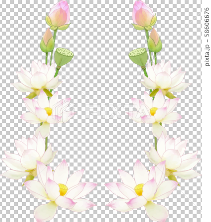 蓮花 58606676