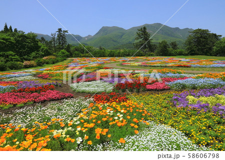 くじゅう連山と春の花公園 58606798
