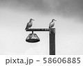 カモメ 街灯 モノクロ 58606885