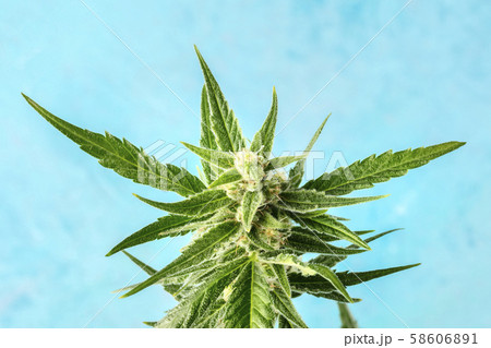 Flowering cannabis buds before harvest, macro photo on a blue bakground Flowering cannabis buds before harvest, macro photo on a blue bakground 58606891