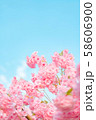 桜 空 青い空 58606900