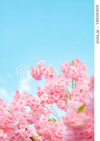 桜 空 青い空 58606900