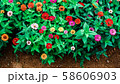 花 58606903
