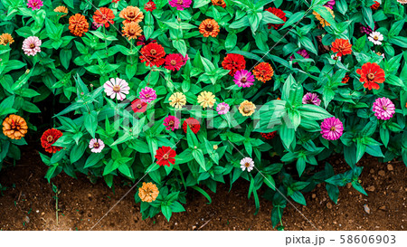 花 58606903