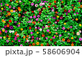 花 58606904