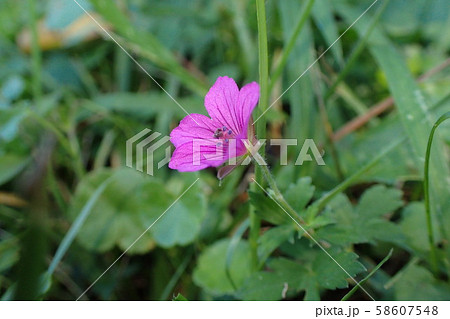 ゲンノショウコ開花 58607548