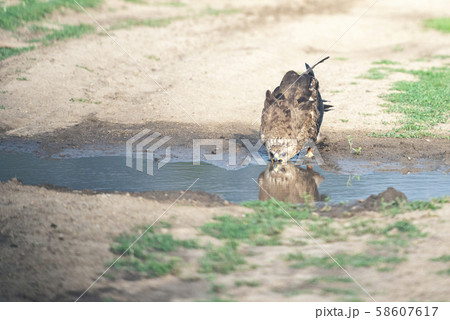 hawk drinking water from the pond 58607617