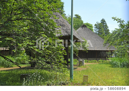 東京都小金井市　小金井公園　藁葺き屋根 58608894