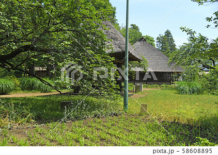東京都小金井市 小金井公園 藁葺き屋根 東京都小金井市 小金井公園 藁葺き屋根 58608895
