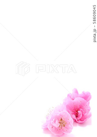 背景素材　桃の花　白背景 58609045