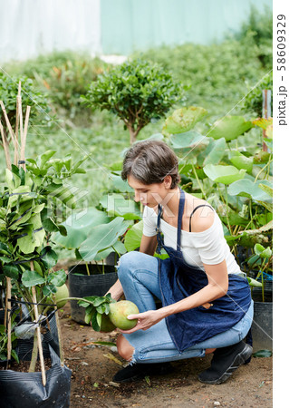 Woman gathering harvest Woman gathering harvest 58609329