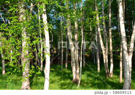 しらかんば林 58609513