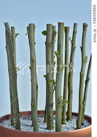 酔芙蓉 挿し木 イメージ ( fix撮影 ) 酔芙蓉 挿し木 イメージ ( fix撮影 ) 58609966