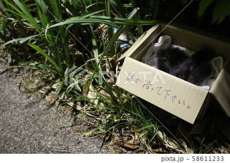 捨て猫 58611233