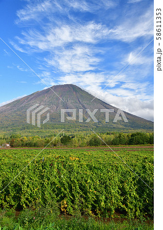 北海道真狩村でもうじき収穫を迎える長芋畑と羊蹄山(蝦夷富士)の風景を撮影 北海道真狩村でもうじき収穫を迎える長芋畑と羊蹄山(蝦夷富士)の風景を撮影 58611353