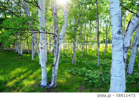 しらかんば林 58611473