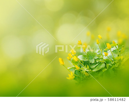 Yellow ficaria verna flowers spring background 58611482