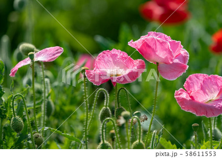 ピンクのポピーの花 ヒナゲシ の写真素材